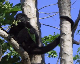 Howler Monkey Belize – Best Places In The World To Retire – International Living